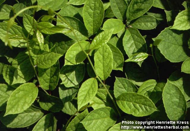 Photo: Schisandra chinensis 1.