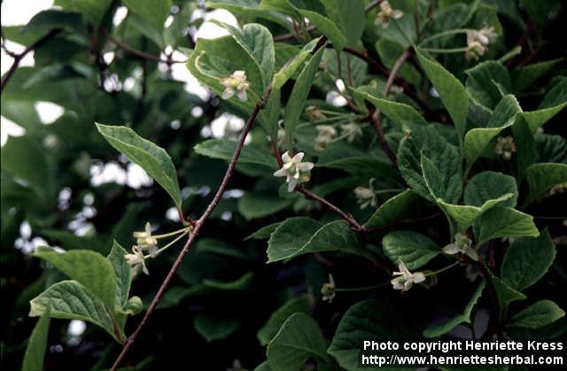 Photo: Schisandra chinensis 2.