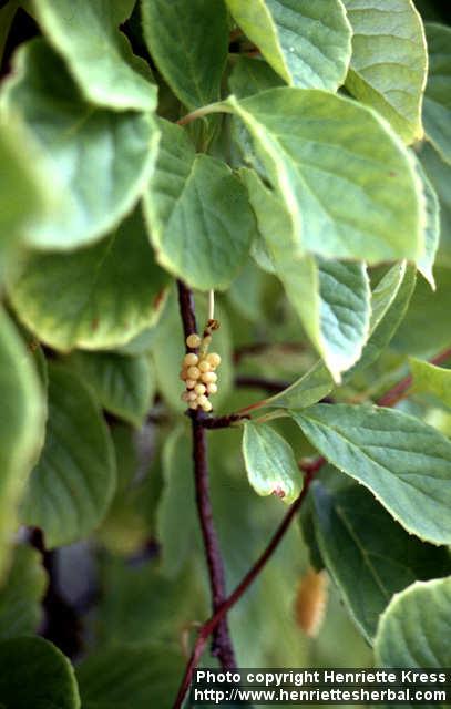 Photo: Schisandra chinensis 8.