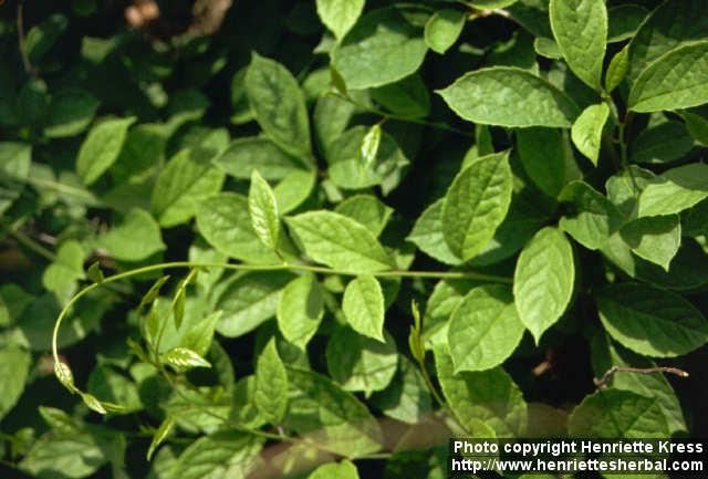 Photo: Schisandra chinensis.