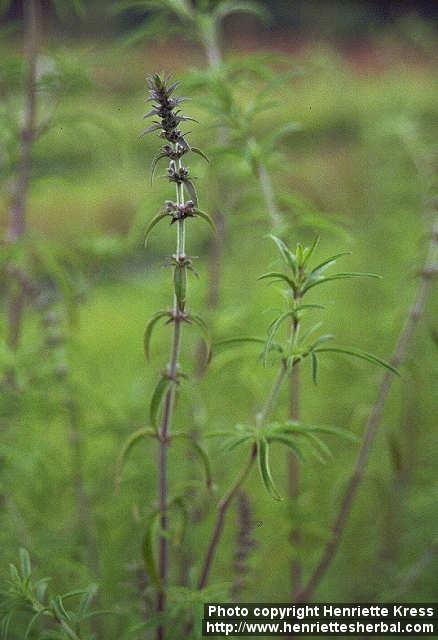 Photo: Schizonepeta tenuifolia.