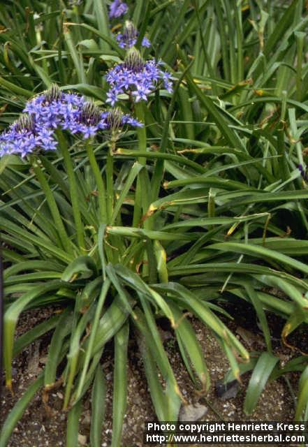 Photo: Scilla peruviana.