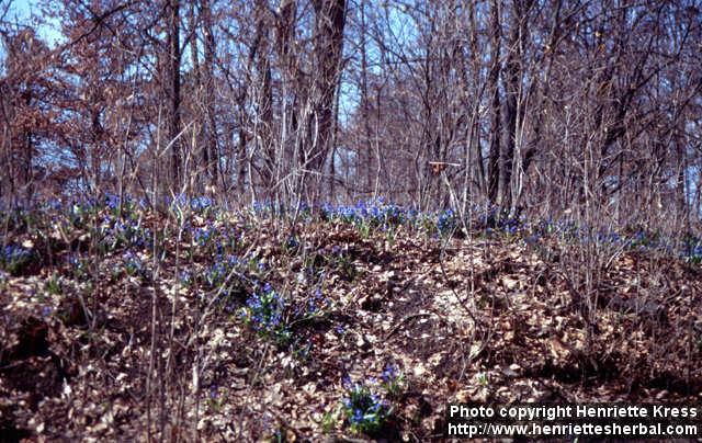 Photo: Scilla siberica 3.