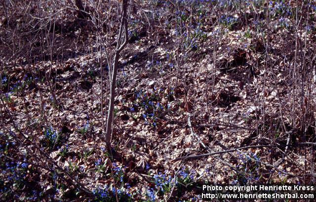 Photo: Scilla siberica 4.