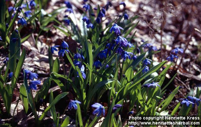 Photo: Scilla siberica 5.