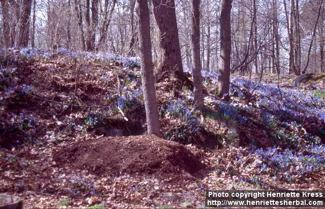 Photo: Scilla siberica 6.