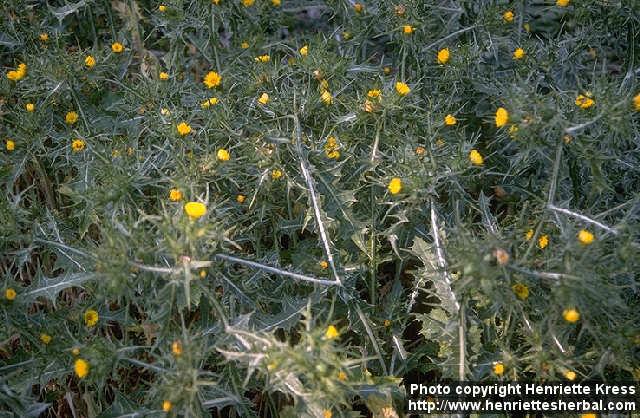 Photo: Scolymus maculatus 1.