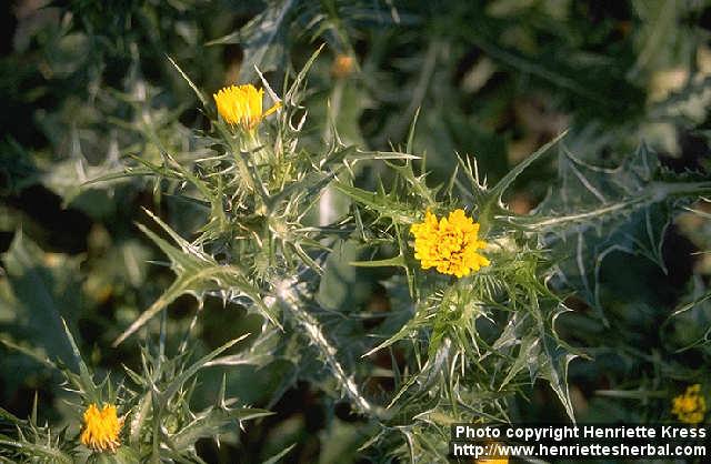 Photo: Scolymus maculatus.