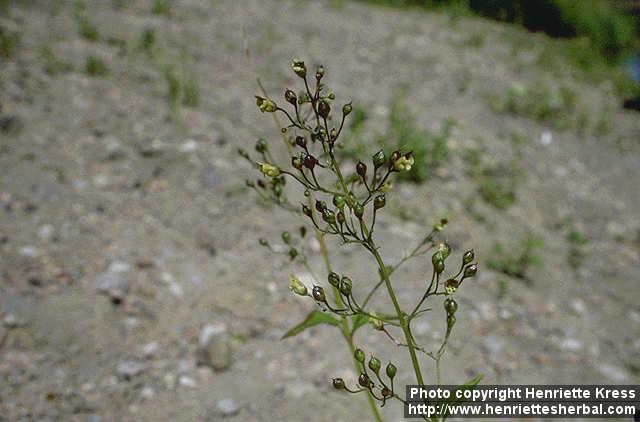 Photo: Scrophularia nodosa 1.