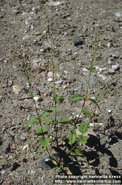 Photo: Scrophularia nodosa.