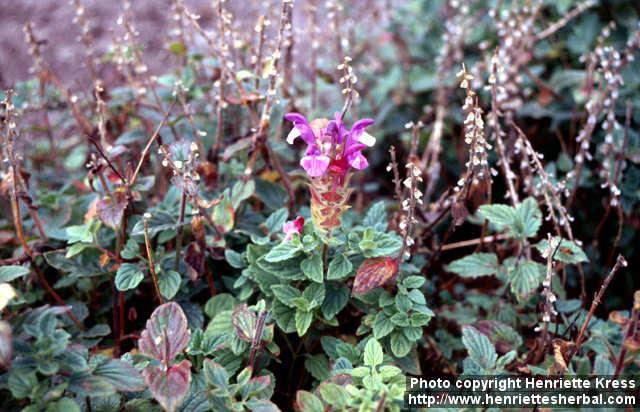 Photo: Scutellaria alpina 1.