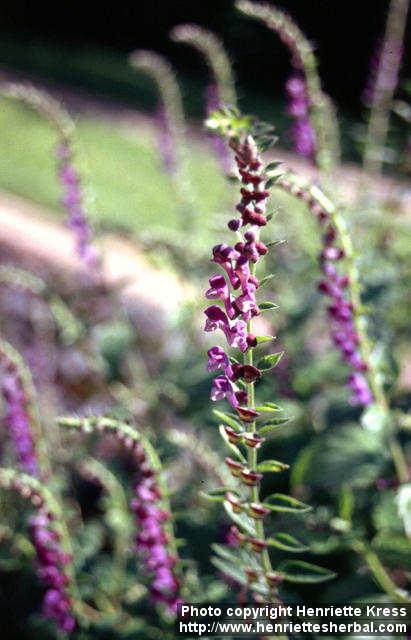 Photo: Scutellaria altissima.