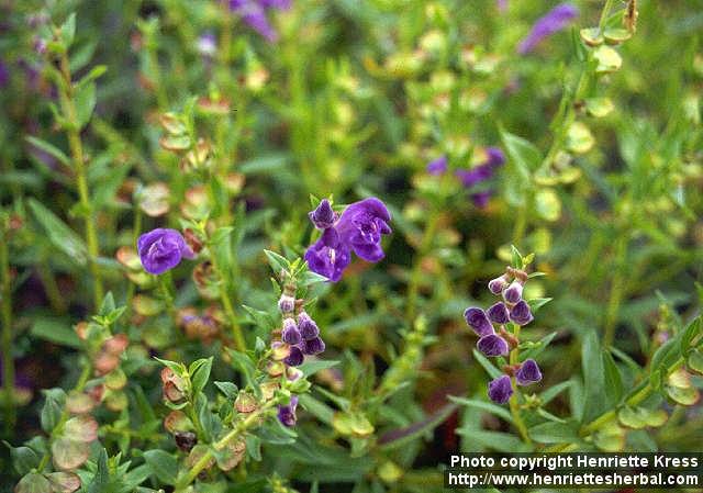 Photo: Scutellaria baicalensis 4.