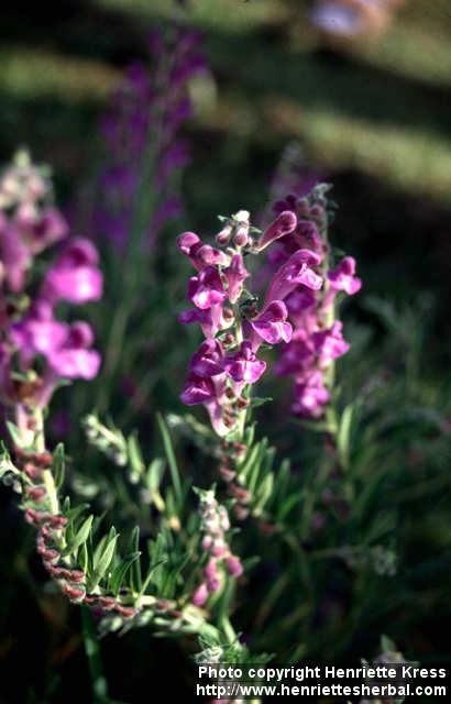 Photo: Scutellaria baicalensis 5.