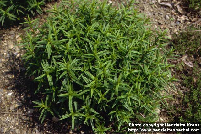Photo: Scutellaria baicalensis.