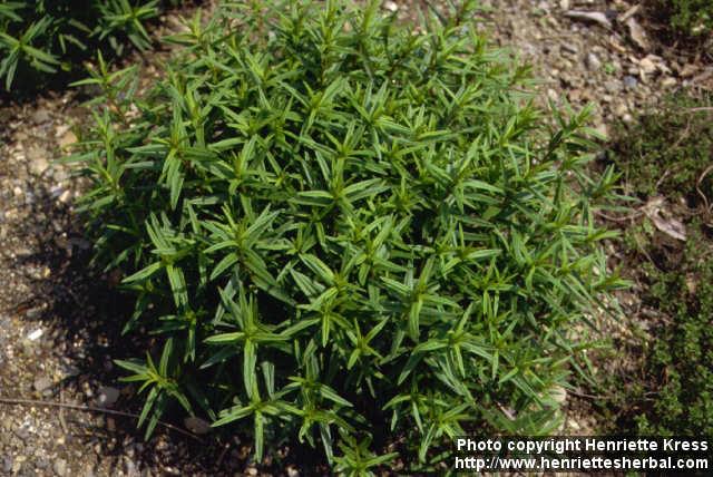 Photo: Scutellaria baicalensis.