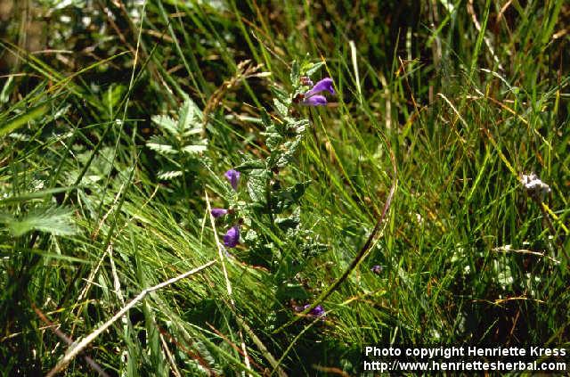 Photo: Scutellaria galericulata 1.