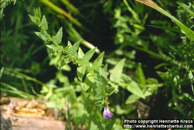 Photo: Scutellaria galericulata.