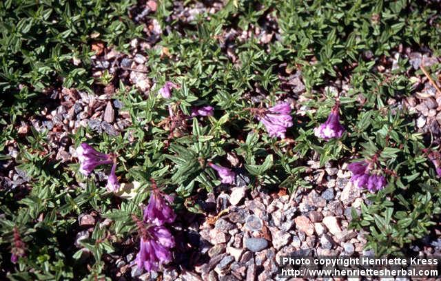 Photo: Scutellaria hastifolia.