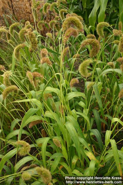 Photo: Setaria italica.