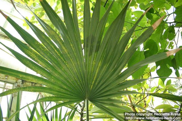 Photo: Serenoa repens 3.