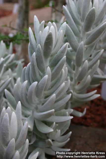 Photo: Senecio haworthii.