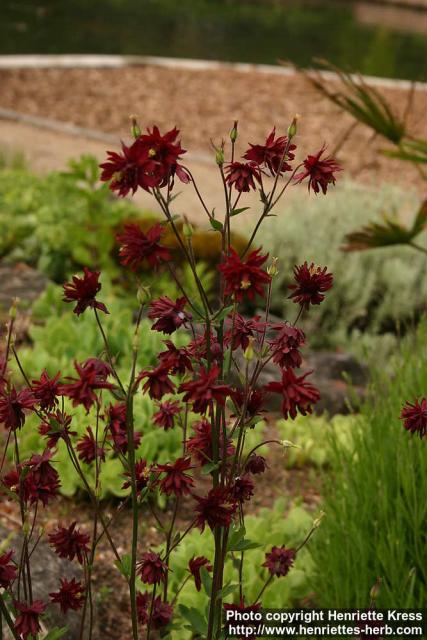 Photo: Semiaquilegia adoxoides.