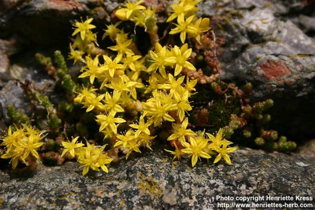 Photo: Sedum acre 2.