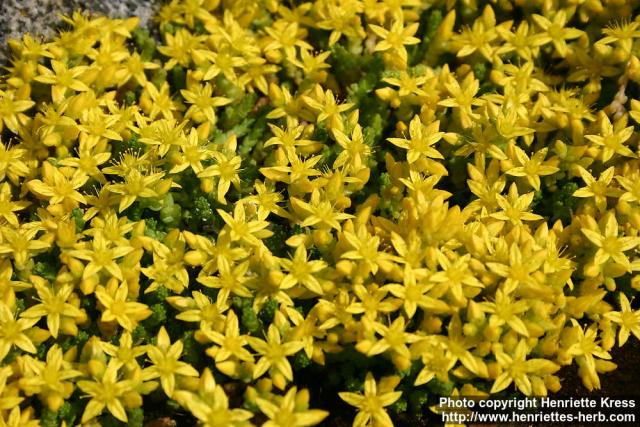 Photo: Sedum acre 3.