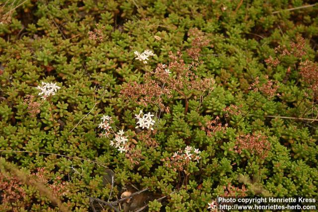 Photo: Sedum album.