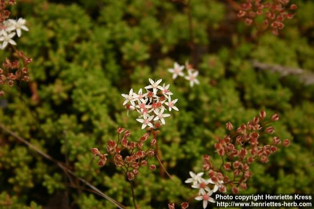 Photo: Sedum album 1.