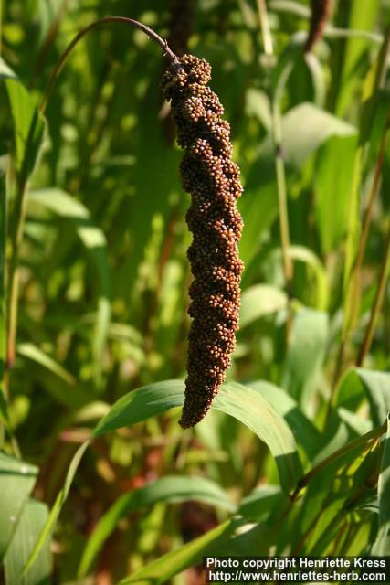 Photo: Setaria italica 3.