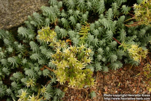 Photo: Sedum ochroleucum.