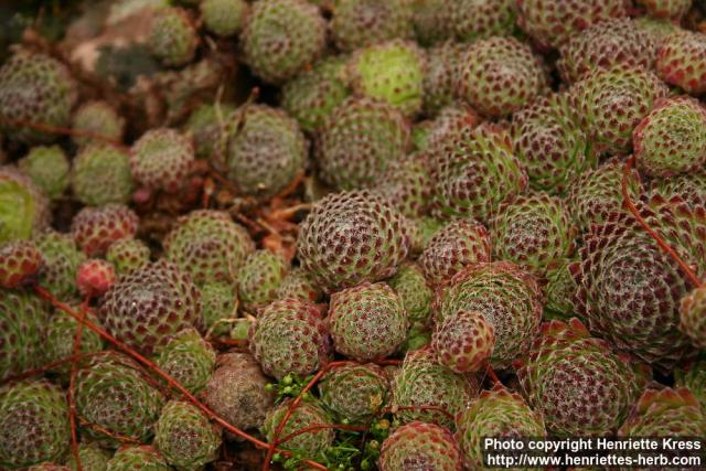 Photo: Sempervivum ruthenicum 1.