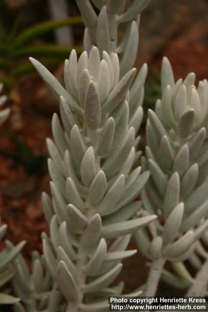 Photo: Senecio haworthii 1.