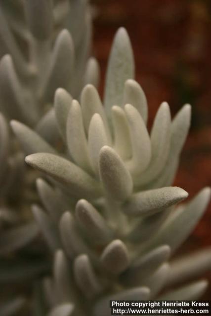 Photo: Senecio haworthii 2.