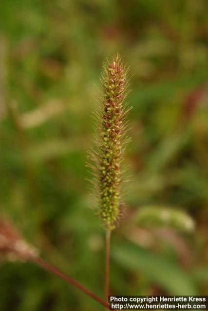 Photo: Setaria viridis.