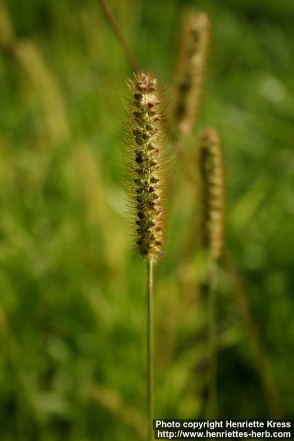 Photo: Setaria pumila 2.