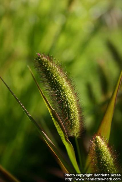 Photo: Setaria italica 7.