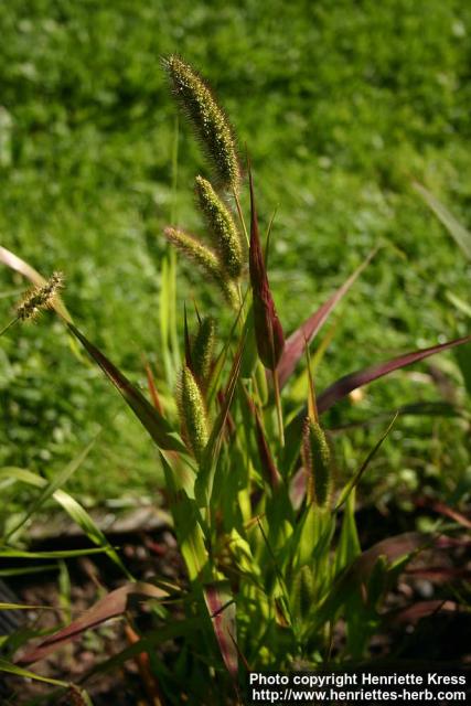 Photo: Setaria italica 8.