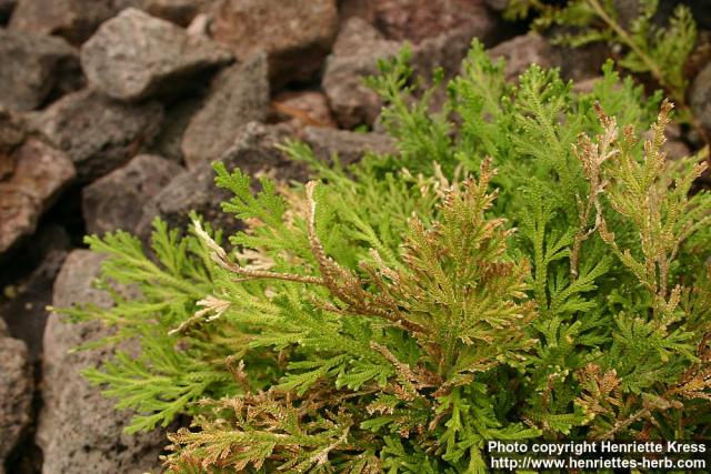 Photo: Selaginella pallescens.