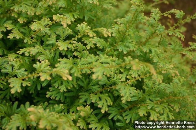 Photo: Selaginella uncinata 1.