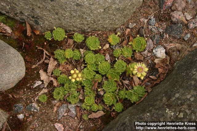 Photo: Sempervivum grandiflorum 0.