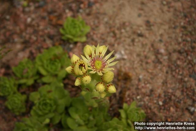 Photo: Sempervivum grandiflorum 1.