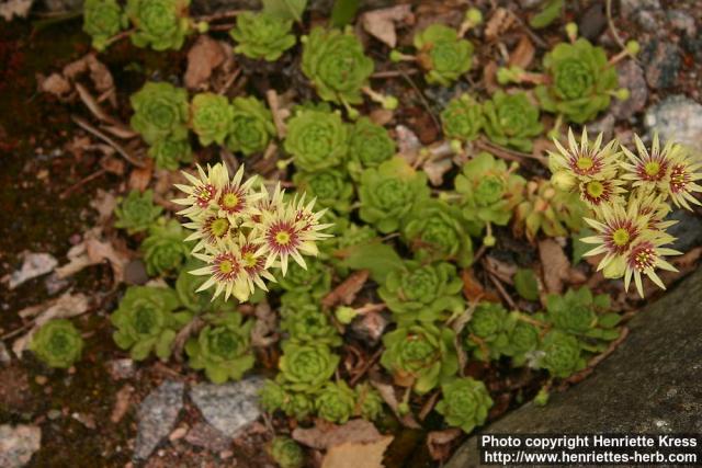 Photo: Sempervivum grandiflorum 3.