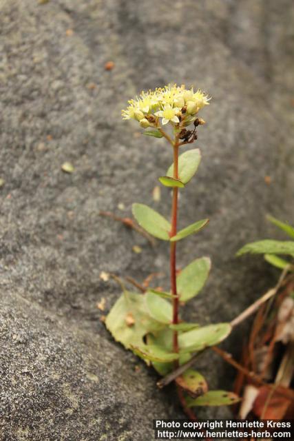 Photo: Sedum telephium 2.