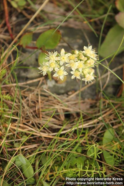 Photo: Sedum telephium 3.