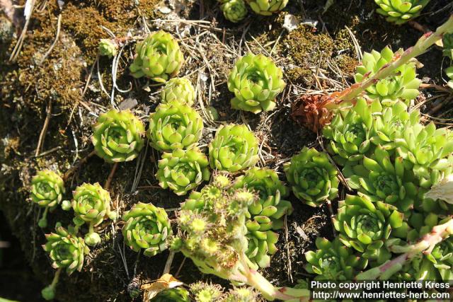 Photo: Sempervivum 4.