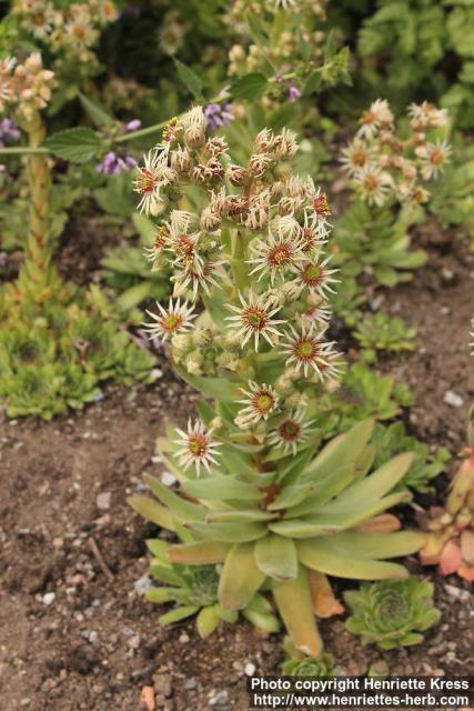 Photo: Sempervivum tectorum 2.