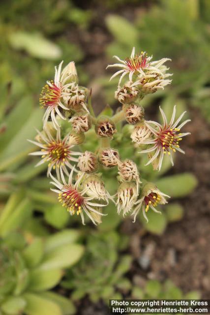 Photo: Sempervivum tectorum 3.